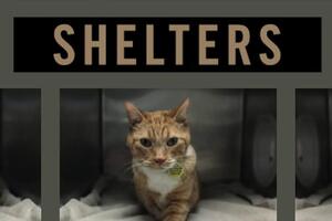 Cover of The Ethics of Animal Shelters