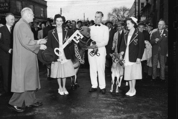 Cow at Fair (Queen's University Archive)