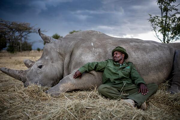 Guardian resting with rhino