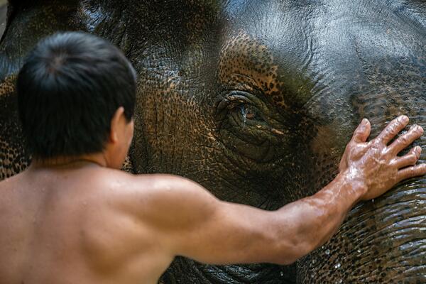 Man touching an elephant (WAM20620)