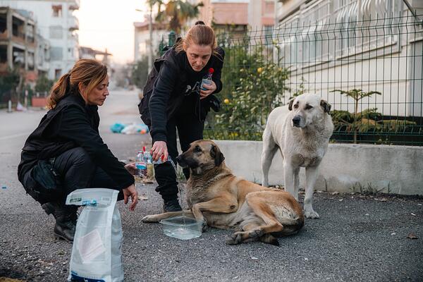 Women feeding dogs (WAM2943)