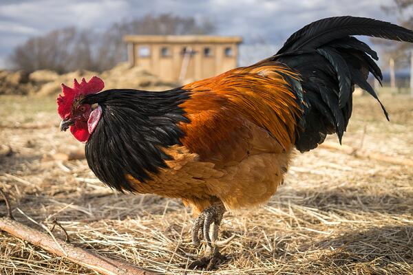 Side-shot of a rooster (WAM30528)