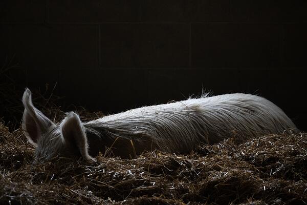 Pig nested away (WAM30996)