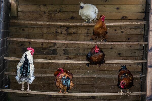 Chickens in a coop (WAM31677)