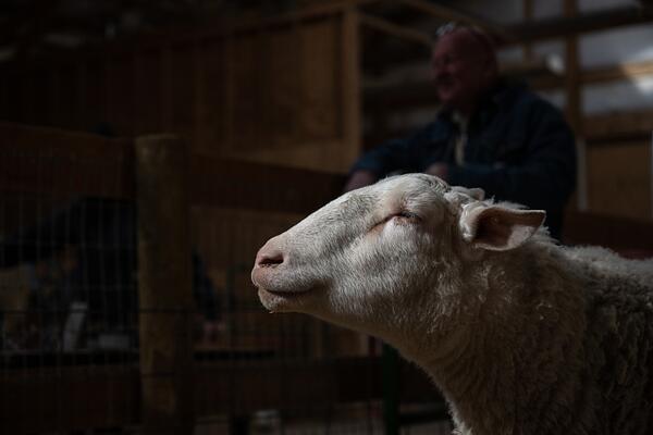 Side portrait of a sheep (We Animals Media - WAM33137)