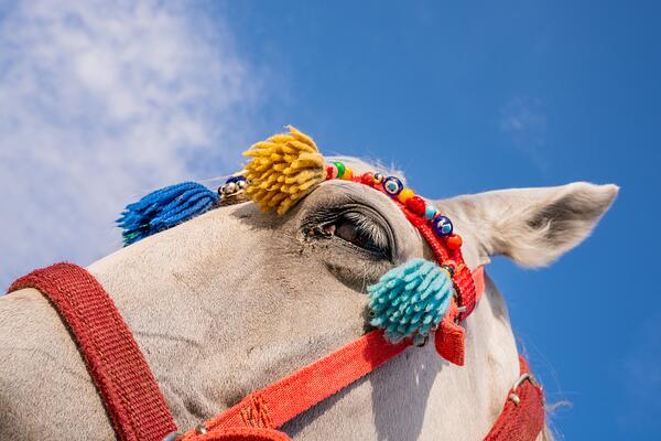 Close-up shot of a working horse (WAM34356)