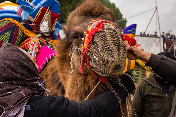 Muzzled camel looking at the camera (WAM36683)