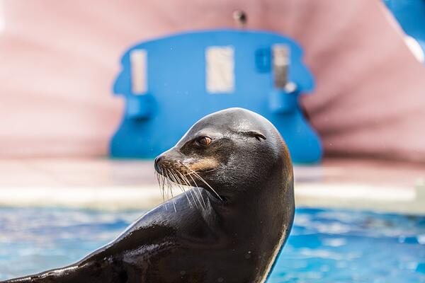 Seal looking off camera (WAM36706)
