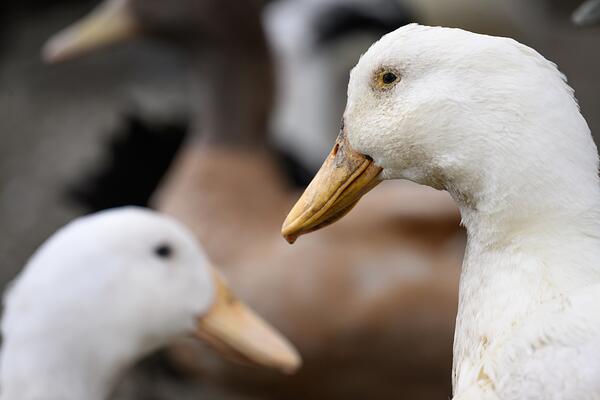 Ducks looking at each other (WAM37005)