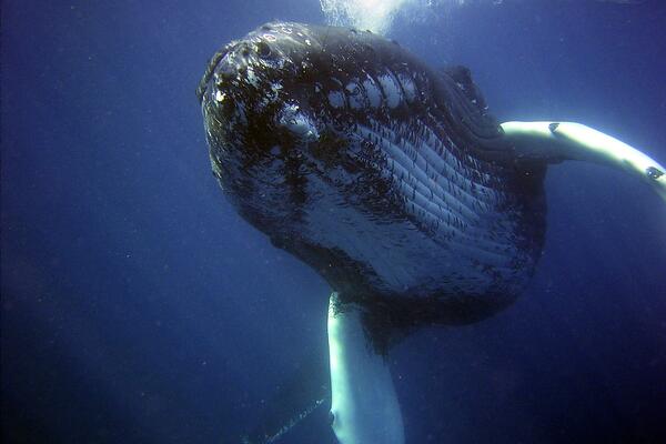 Photograph of a humpback whale (Pixabay)