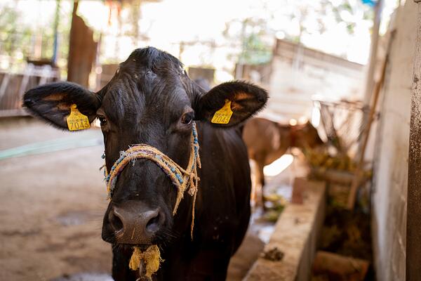 Young cow in Turkey
