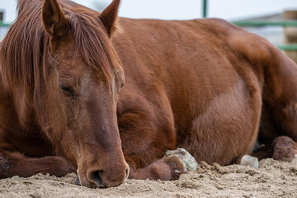 Horse sleeping 