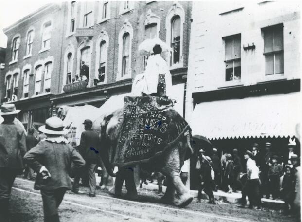 Elephant walking down the street